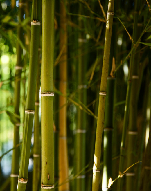 bambu-vara-brotas